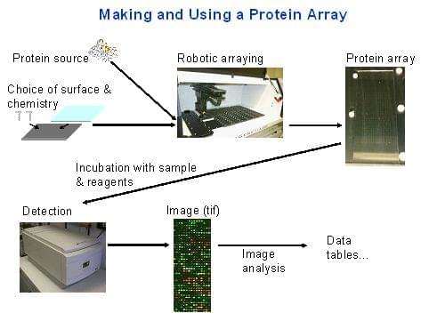 Protein Quantitation Service